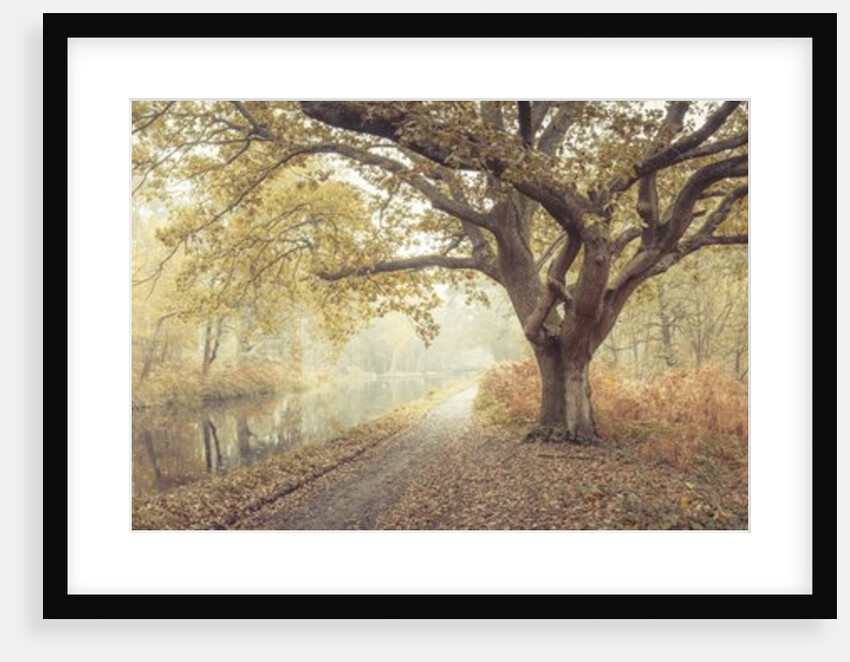 Canal through forest by Assaf Frank